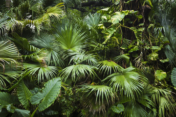 Fototapeta beautiful palm leaves of tree in sunlight obraz