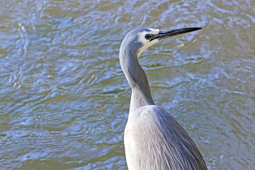 Grey heron