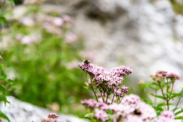 Flowers  insects and butterflies