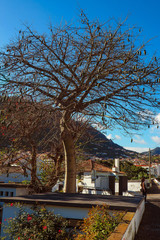 Madeira Exotischer Baum in Machico  