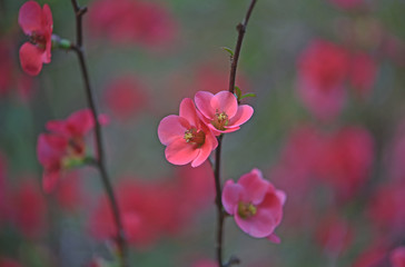 Red blossom