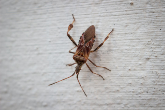 Vroubenka americka