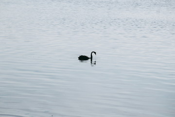 黒鳥 ブラックスワン