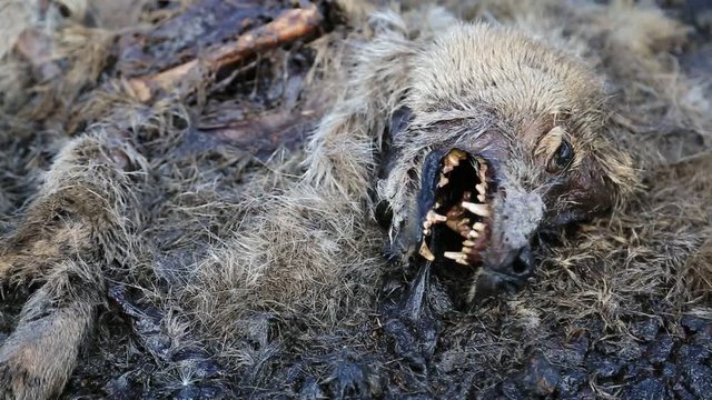 Dead dog lies on pavement near the highway