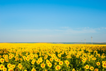 field of sunflowers.