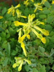 Obraz premium Gelber Lerchensporn Blüten