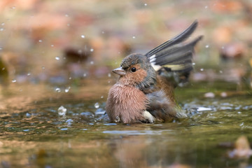 Finch having a bath