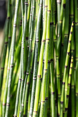 green horsetails in closeup for sustainable nature and herbal environment