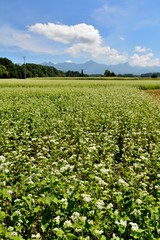 Fototapeta na wymiar 高原の白い花咲くソバ畑