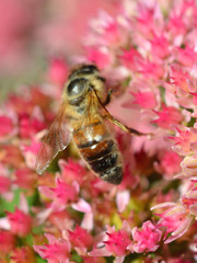 Biene bei Nahrungssuche