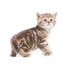 Young cat or kitten standing and looking up side view isolated