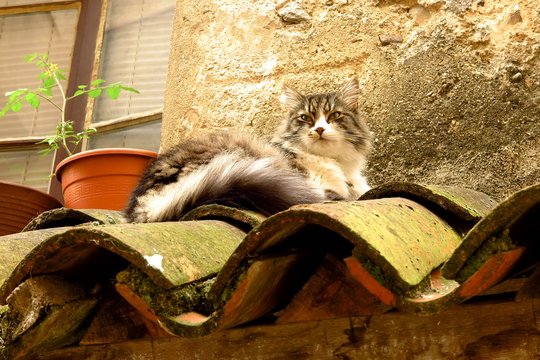 longhaired tabby cat on tile roof