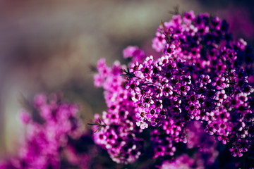 Fototapeta premium 花