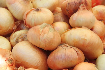 Group of fresh unpeeled onion bulbs