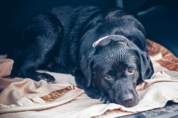black labrador in car