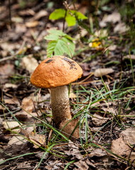 Mushrooms in the background of fallen leaves
