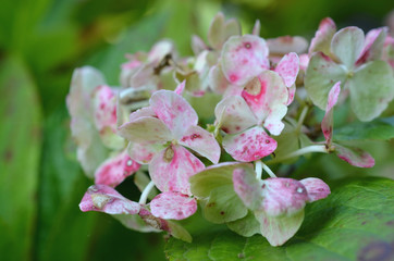 Obraz premium Hortensie weiß rot Blüte Nahaufnahme