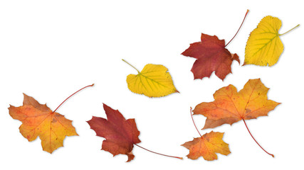 fallende Blätter, Herbstlaub