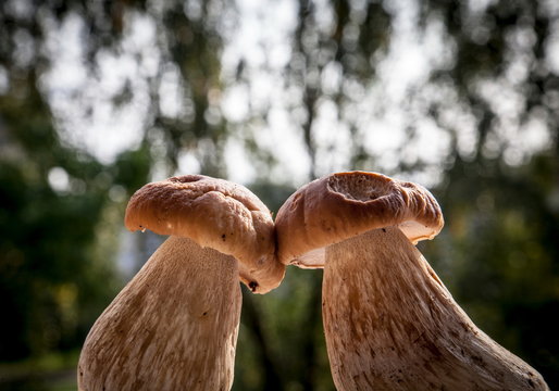 Mushrooms