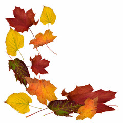 Naklejka na ściany i meble fallende Blätter, Herbstlaub