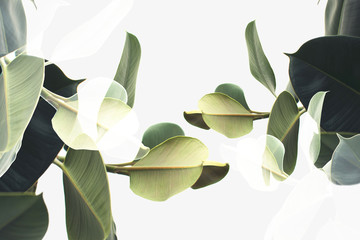 Fototapeta double exposure of plants obraz