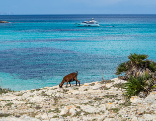 Fototapeta na wymiar Ziege am Mittelmeer Mallorca