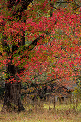 Red Fall Color Tree