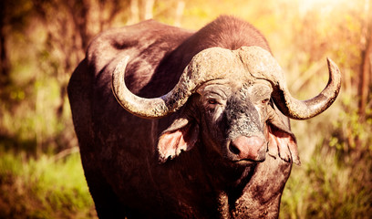 Big buffalo portrait © Anna Om