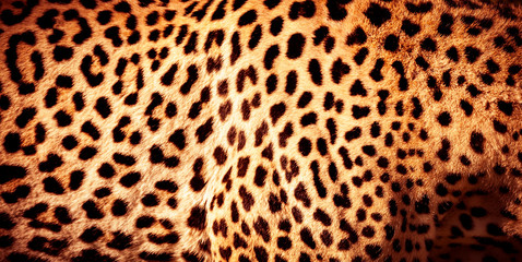 Beautiful leopard skin background