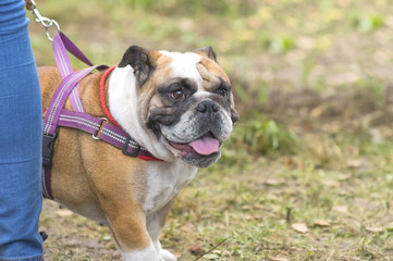 Obraz premium English Bulldog Close-up