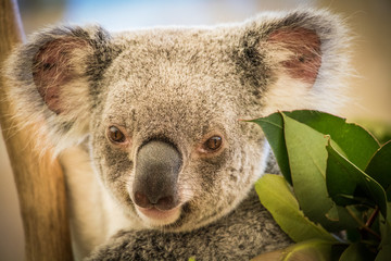 Close up of cute Koala looking straight ahead