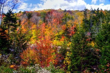 New England Foliage