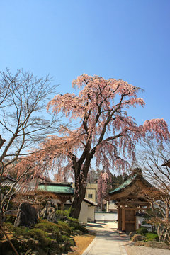 法華寺の枝垂れ桜（福島県・三春町）
