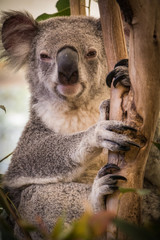 Close up of cute Koala holding branch.