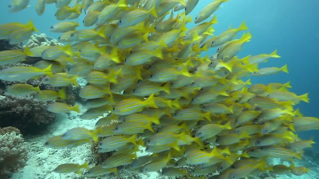 Bluestripe snapper fish swimming over coral reef in Raja Ampat 