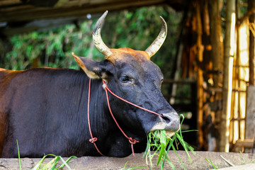 The black cow eating green grass in the stable