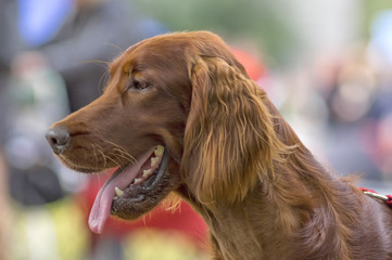 Setter dog close-up