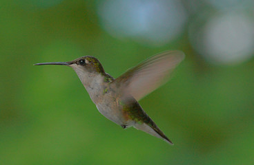 Obraz na płótnie Canvas Stop Action Hummingbird in Midflight