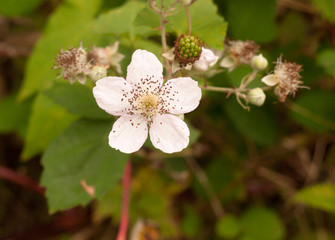 white bramble flower head full bloom petals close up