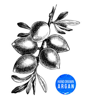 Hand drawn argan nuts branch