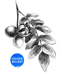 Hand drawn branch of walnut