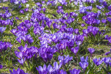 Beautiful color crocuses blooming in spring park in Szczecin