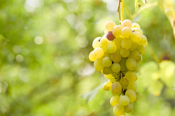 Ripe white grapes on a vine in a vineyard.