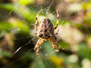 common garden spider close up outside on cob web hanging
