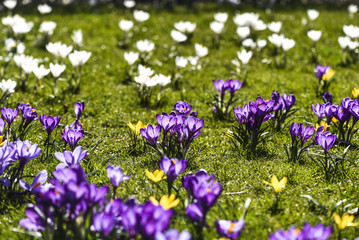 Beautiful color crocuses blooming in spring park in Szczecin