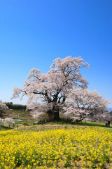 Naklejka premium 塩ノ崎大桜（福島県・本宮市）