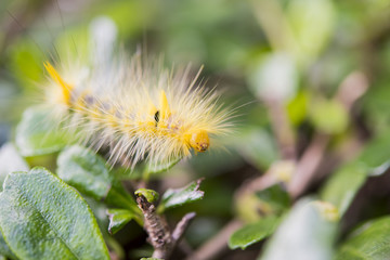 The worm was walking on the leaves of thebranch. The background is bokeh.