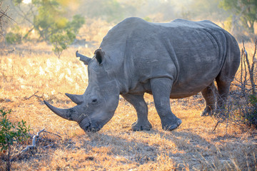 Obraz premium Rhino