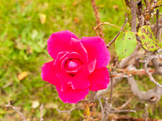 big punk rose petals full bloom single flower head