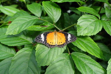 Yellow orange colorful butterfly resting on green leaf drying its wings in the sun by spreading them.